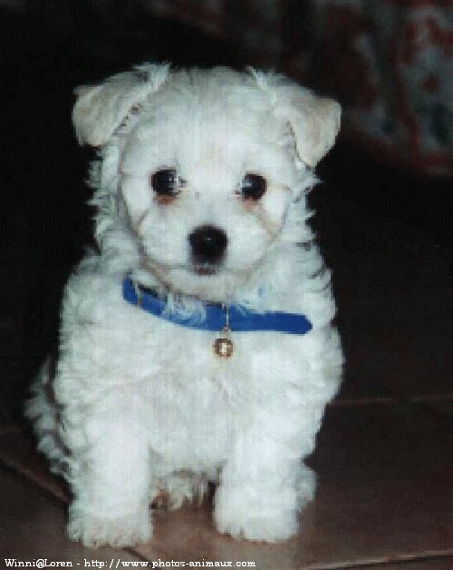 Photo de Bichon maltais