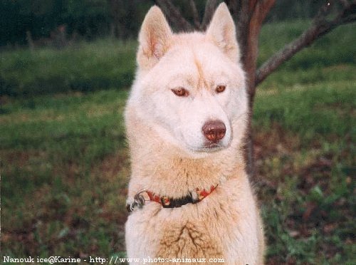 Photo de Husky siberien