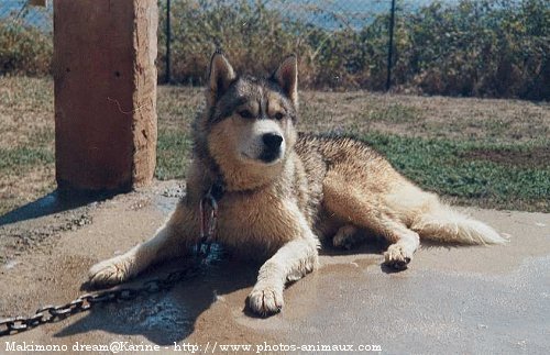 Photo de Husky siberien