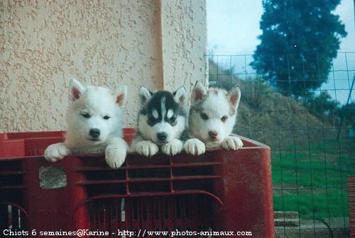 Photo de Husky siberien