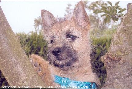 Photo de Cairn terrier