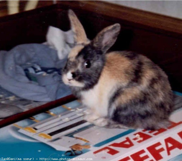 Photo de Lapin