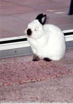 Photo de Lapin