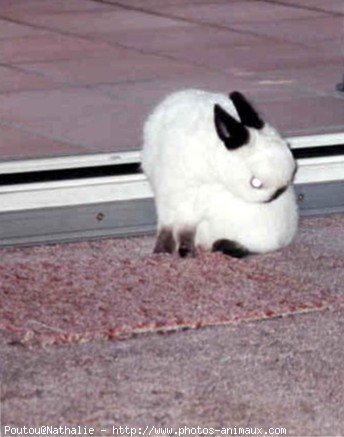 Photo de Lapin