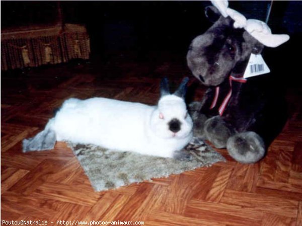 Photo de Lapin