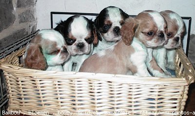 Photo de King charles spaniel