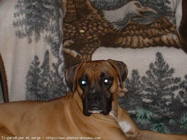 Photo de Boxer