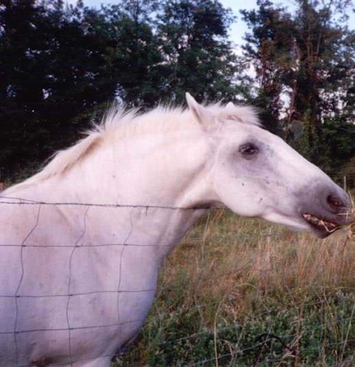 Photo de Camargue