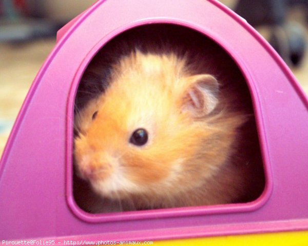 Photo de Hamster