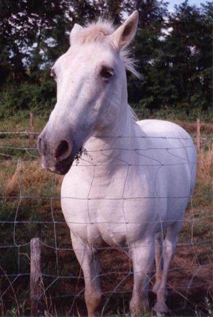 Photo de Camargue