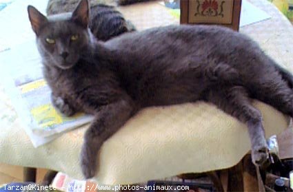 Photo de Chartreux