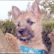 Photo de Cairn terrier