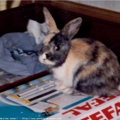 Photo de Lapin