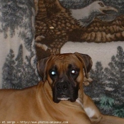 Photo de Boxer