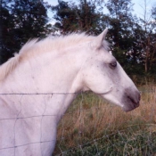 Photo de Camargue