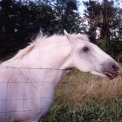 Photo de Camargue