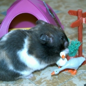 Photo de Hamster