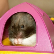 Photo de Hamster