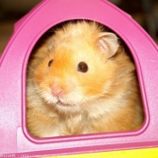 Photo de Hamster