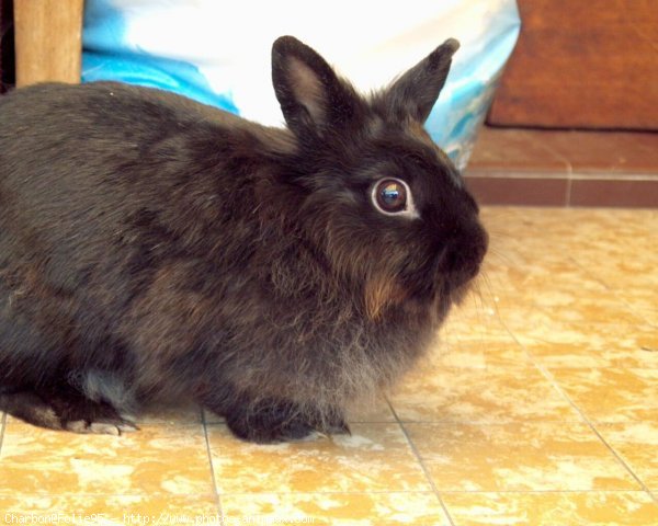 Photo de Lapin