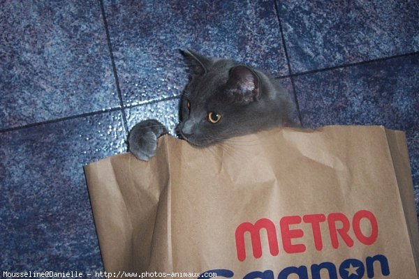 Photo de Chartreux