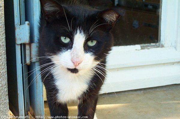 Photo de Chat domestique