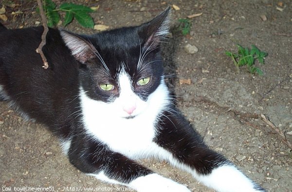 Photo de Chat domestique