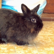 Photo de Lapin