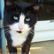 Photo de Chat domestique