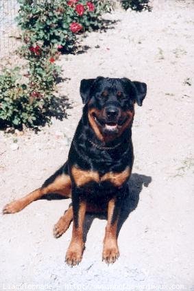 Photo de Rottweiler