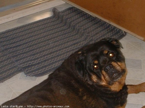 Photo de Rottweiler