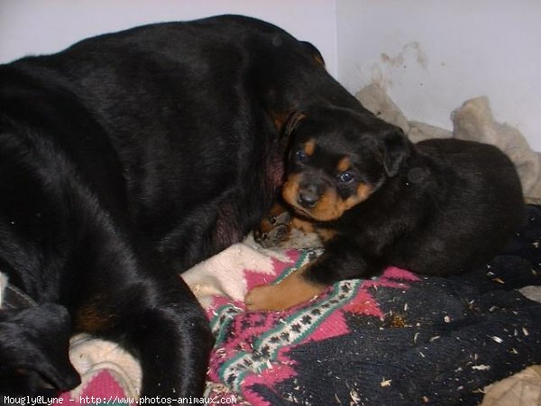 Photo de Rottweiler