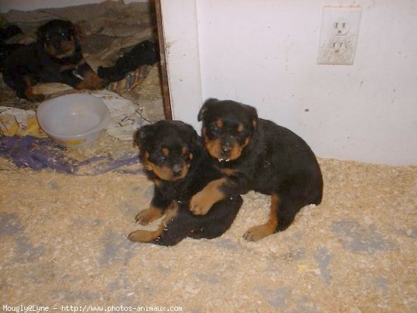 Photo de Rottweiler