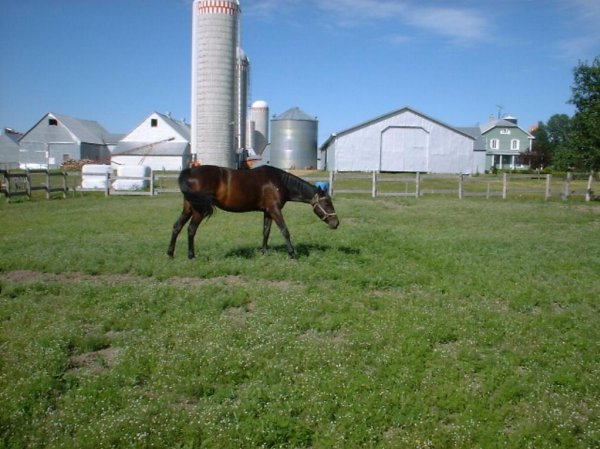 Photo de Quarter horse