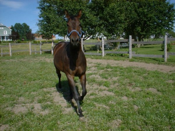 Photo de Quarter horse