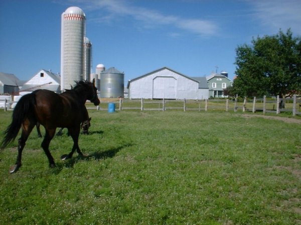 Photo de Quarter horse