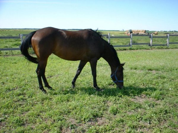 Photo de Quarter horse