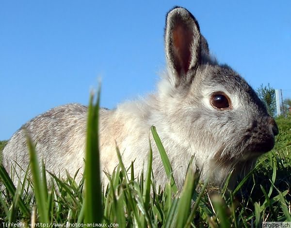 Photo de Lapin