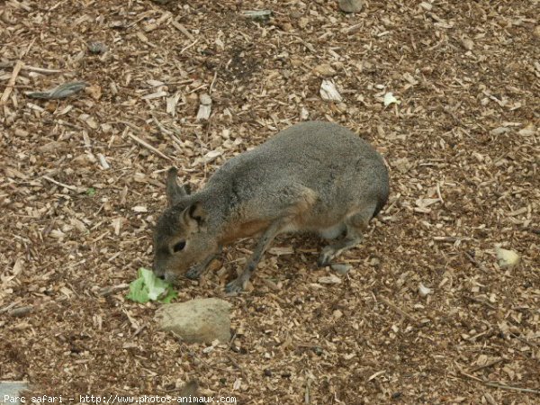 Photo de Lapin