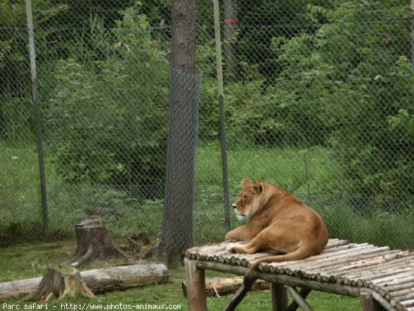 Photo de Lion