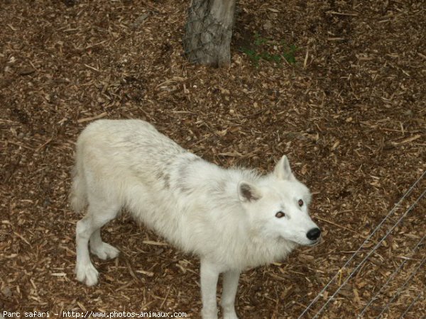 Photo de Loup