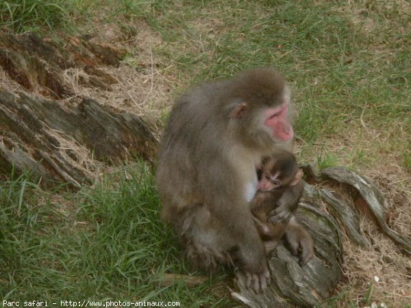 Photo de Singe