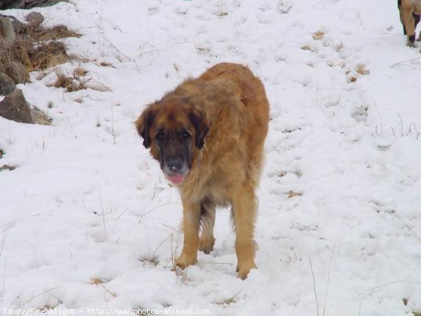 Photo de Leonberg