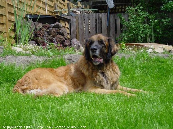 Photo de Leonberg