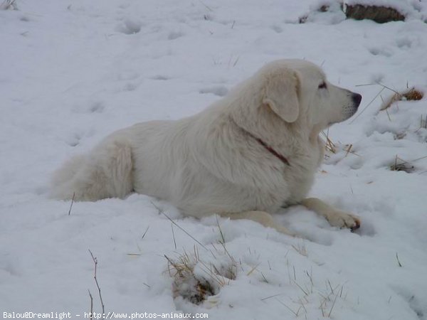 Photo de Chien de montagne des pyrnes