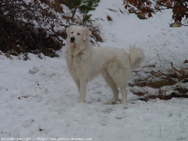 Photo de Chien de montagne des pyrnes