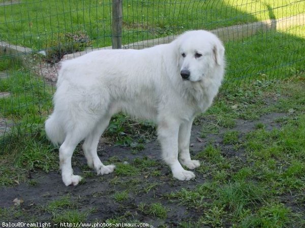 Photo de Chien de montagne des pyrnes