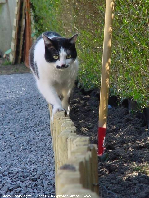 Photo de Chat domestique