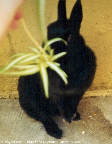 Photo de Lapin