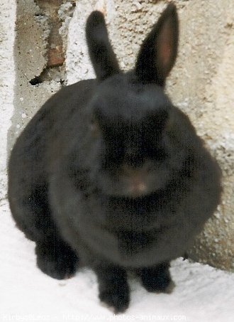 Photo de Lapin